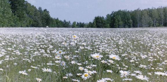 TOM champs de fleurs – flowers field