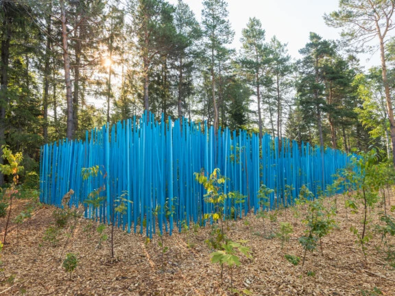 Blue Stick Forest